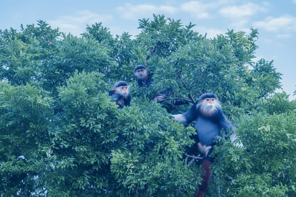 The Brown-shanked douc langurs typically reside in groups, perched on high tree branches